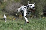 DALMATIEN 079